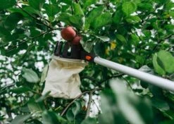 Zbierak Do Owoców Na Teleskopowym Trzonku 3,75M -Building Materials Shop 16680685514850752 jpg gallery.big iext121652927